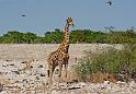 211 Etosha NP, giraf